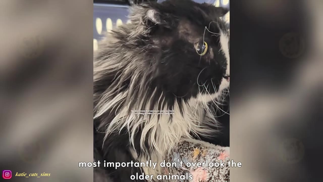 A close-up profile shot of a fluffy black and white senior cat looking off-camera, with text overlay reading 'most importantly don't overlook the older animals'.