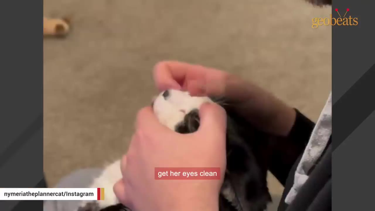 A close-up of a person's hands gently cleaning around a black and white cat's eyes.