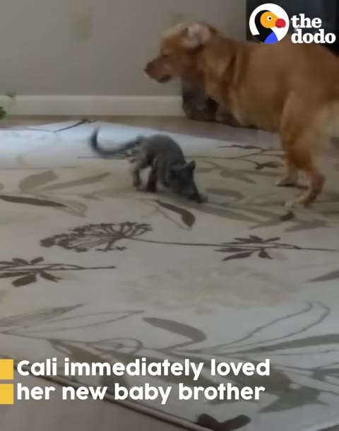 A tan dog stands on a patterned rug, looking down at a small grey kitten that is walking playfully in front of her.