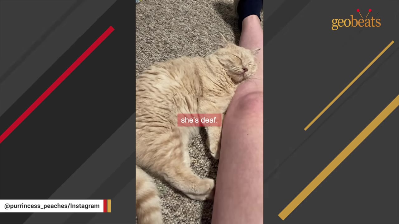 A light orange cat sleeping peacefully on a carpeted floor, resting its head against a person's leg.