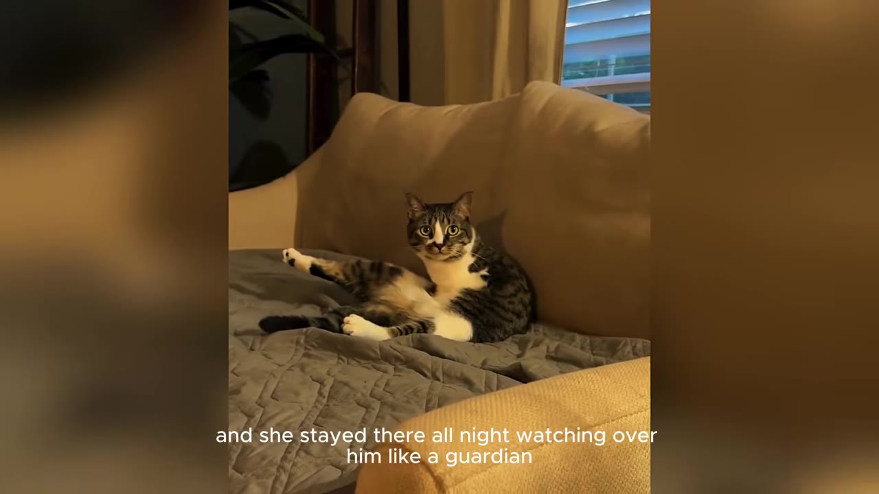 A tabby cat sits upright on a grey blanket on a couch, looking directly at the camera with wide eyes.