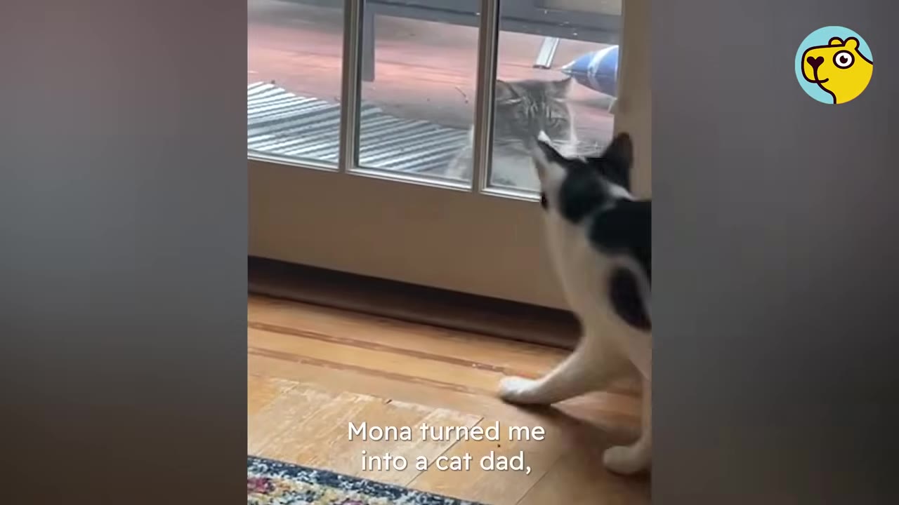 A black and white cat inside a house looks through a glass door at a tabby cat sitting outside on the deck.
