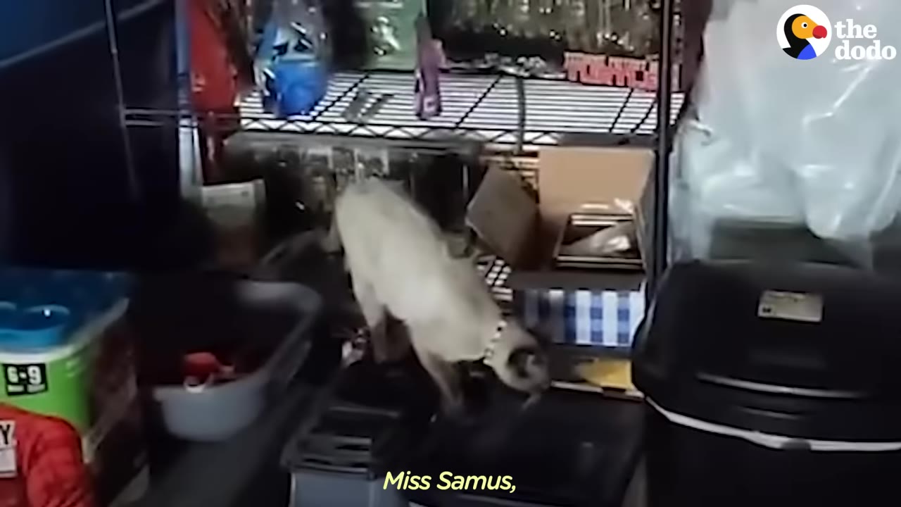 A Siamese cat wearing a collar walks among storage shelves and boxes.