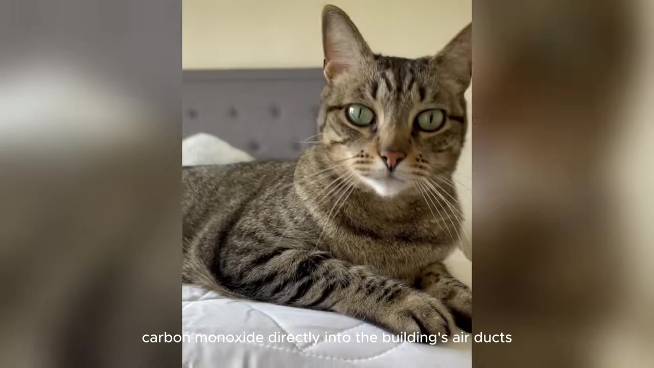 A brown tabby cat with green eyes lies on a white bed, looking directly at the camera.