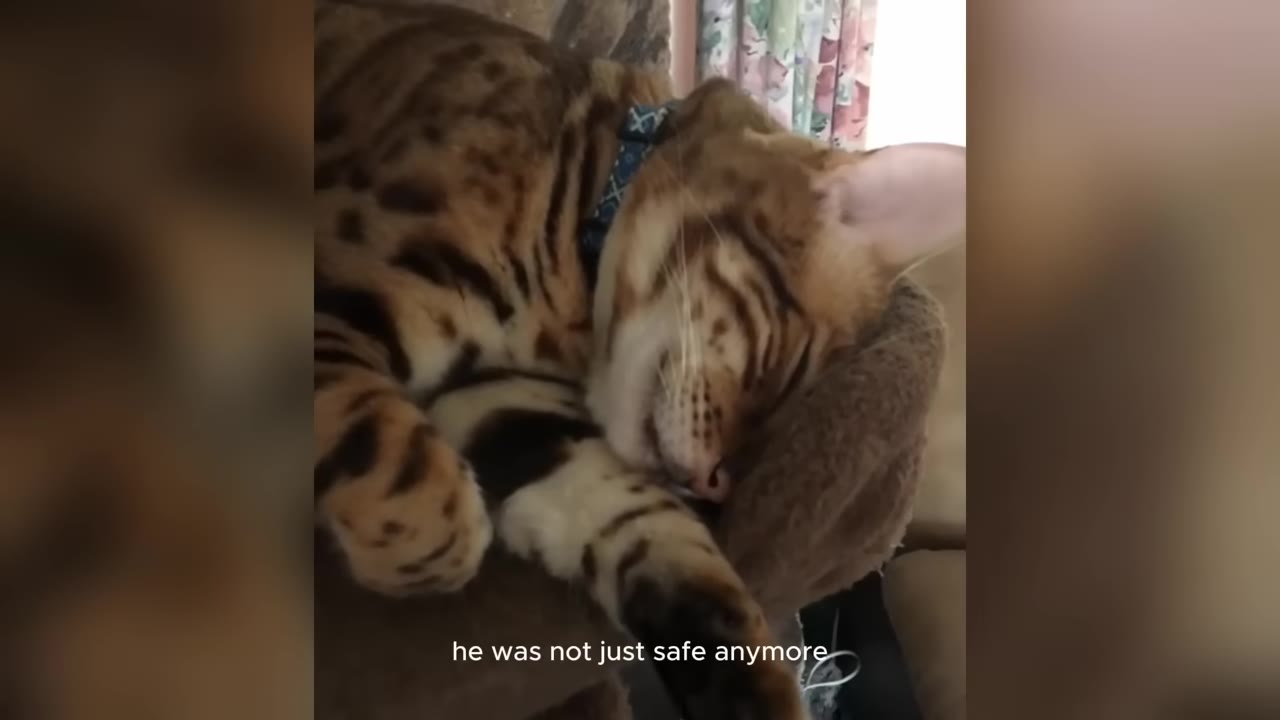 A close-up of a Bengal cat sleeping peacefully with its eyes closed, resting its head on a soft brown surface.