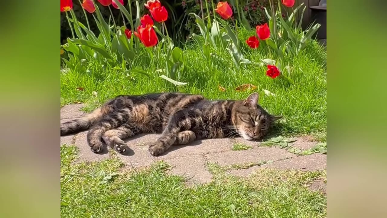 A tabby cat lies resting on a stone path in green grass next to blooming red tulips.