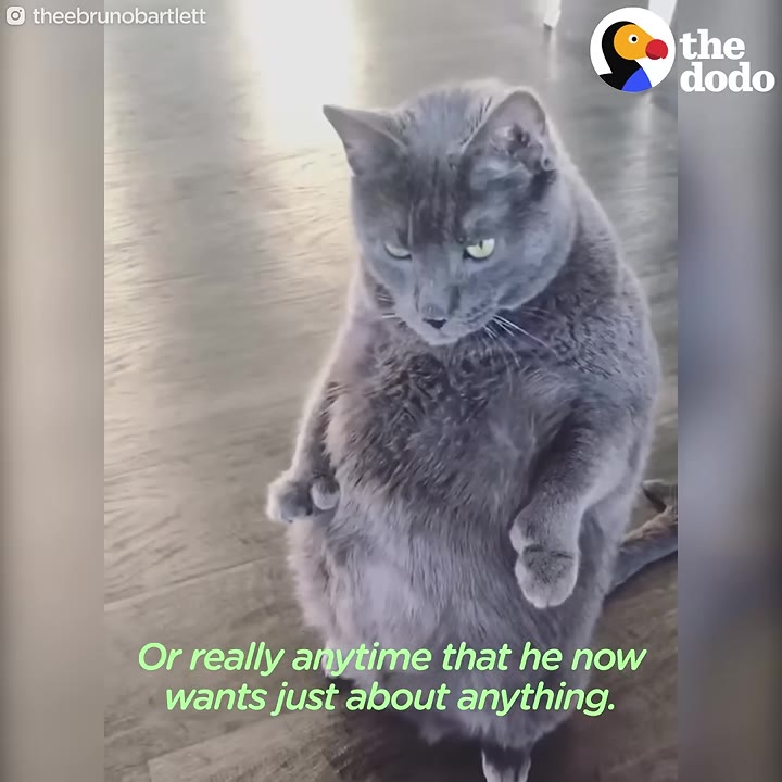 A large grey cat standing upright on its hind legs on a wooden floor, looking down with its front paws curled in front of its chest.
