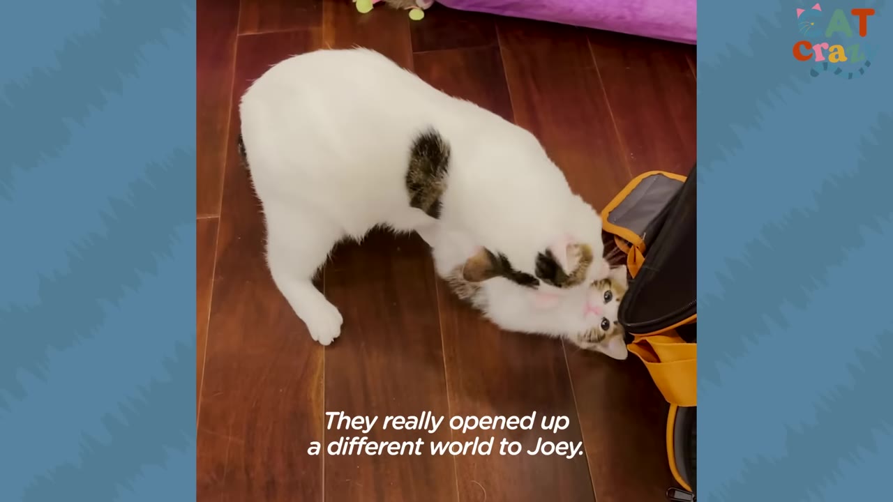 A white cat with black patches gently grooms a smaller calico kitten on a wooden floor.