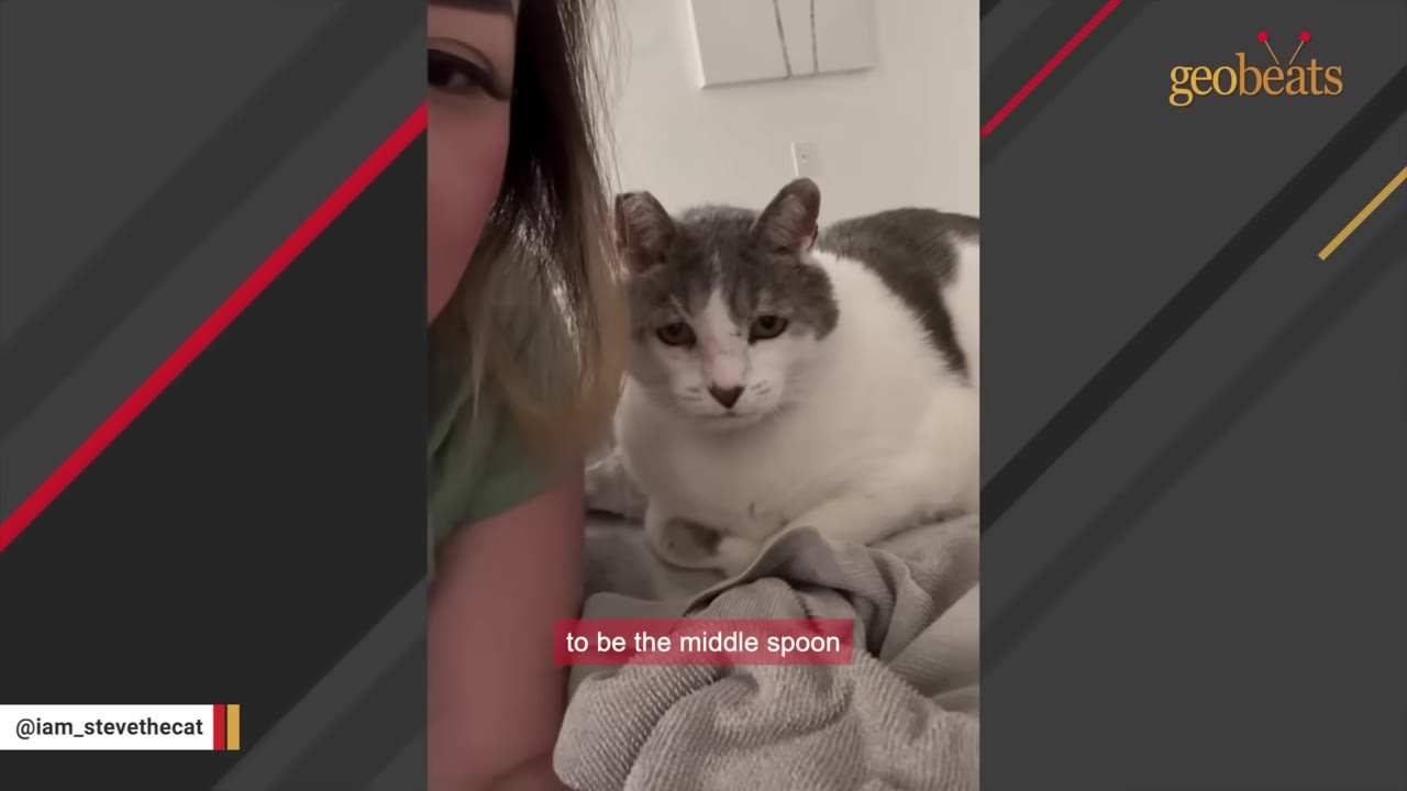 A grey and white cat named Steve sitting on a bed next to a woman, with a subtitle that reads 'to be the middle spoon'.