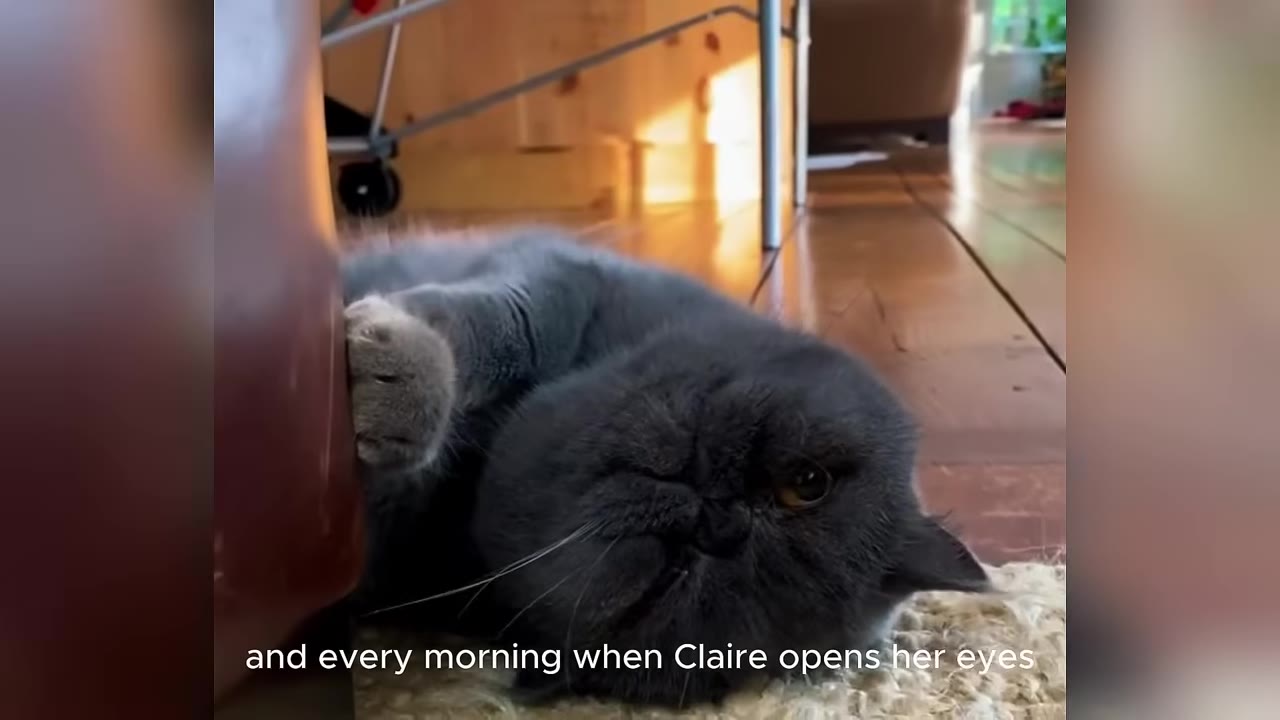 A close-up of a grey Exotic Shorthair cat lying on a rug, looking directly at the camera with a flat, unreadable expression.