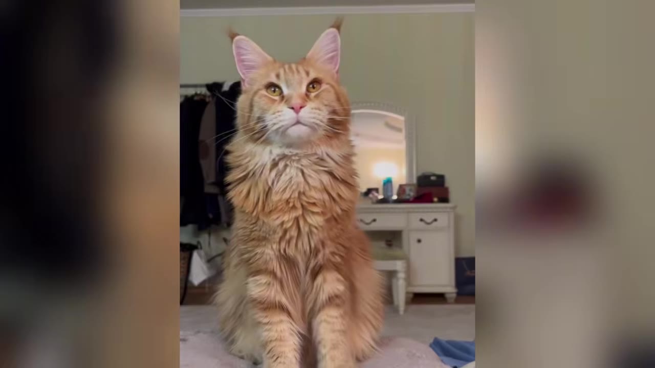 A large, fluffy orange Maine Coon cat sitting upright and looking forward with a calm expression.