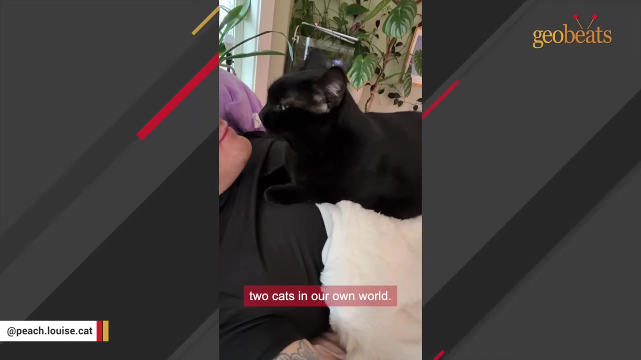 A black cat lies on the chest of a person who is lying down, looking up at them in a cozy room with houseplants in the background.
