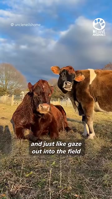 Two cows in a grassy pasture under a blue sky with light clouds, one dark brown cow lying down and one brown and white cow standing beside it.