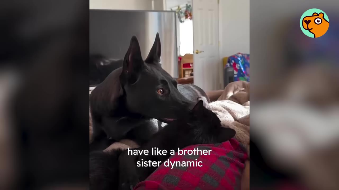 A large black dog with pointed ears looks down affectionately at a black cat resting on a red plaid blanket.