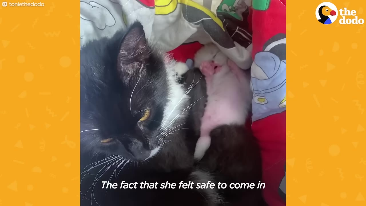 A black and white mother cat lying down next to her tiny white kitten sleeping on its back on a colorful blanket.