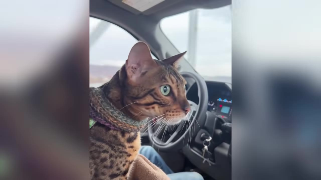 A Bengal cat wearing a colorful knit collar sits inside a car, looking out the window.