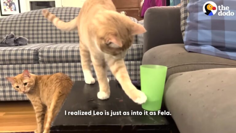 New York Kittens Shared A Hilarious Daily Habit, But A New Adventure Finally Brought Peace