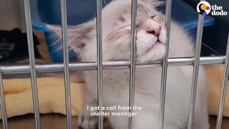 Indiana Cat Pushed His Face Against Shelter Cage Until A Reluctant Husband Changed His Life Forever