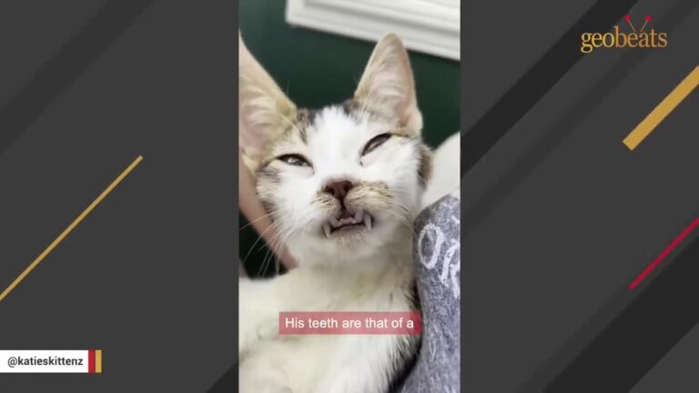 Hawaii Woman Rushes To Help A Sick Shipyard Kitten And Discovers He Is One In A Billion