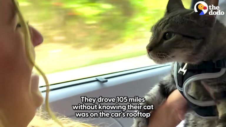 PA Cat Refused To Be Left Behind, So He Hitched A Ride On The Car Roof For The Adventure Of A Lifetime