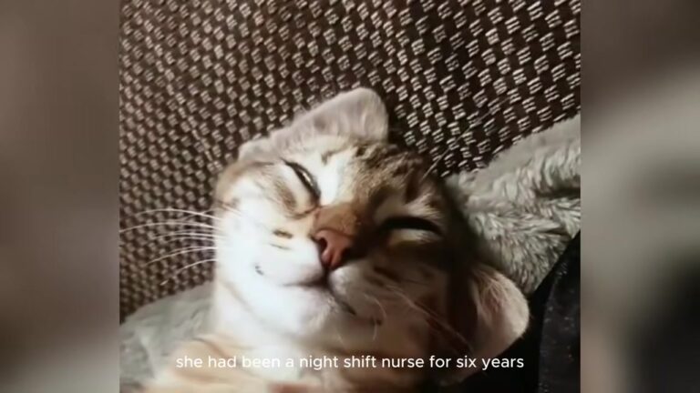 Pennsylvania Nurse Coaxed A Terrified Kitten From Under A Car, Then Realized Who Rescued Who