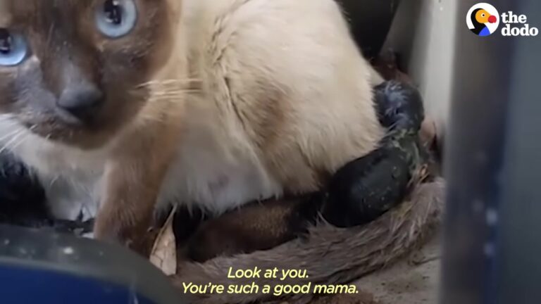 Ohio Woman Takes In Pregnant Stray, But Her Resident Cat Steps Up To Deliver The Biggest Surprise