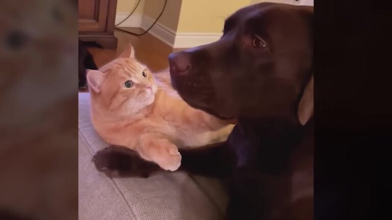 Georgia Cat Walked Into New House Like He Owned It, But A Clueless Puppy Changed His Entire Worldview