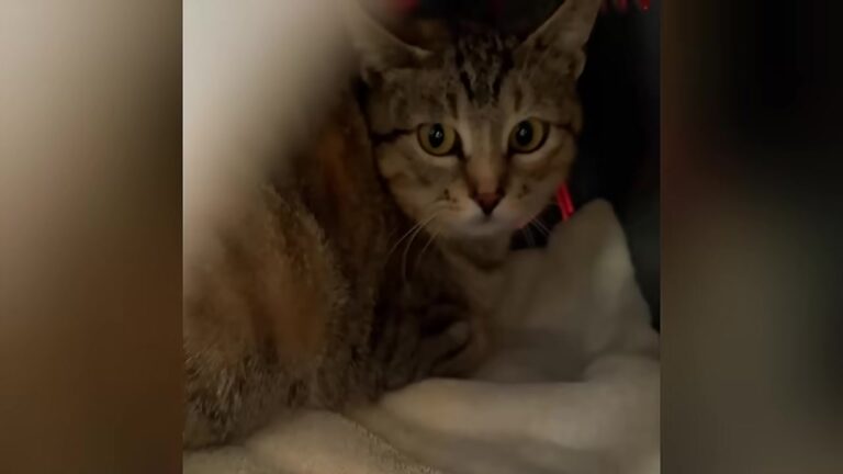 Florida Cat Arrives To Foster Terrified And Pregnant, Then Meets A Tiny Orphan Who Needs Her