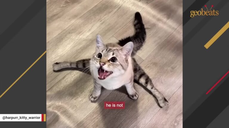 Alaska Kitten Paralyzed Since Birth Gets A Custom Cart And Proves His Spirit Cannot Be Broken