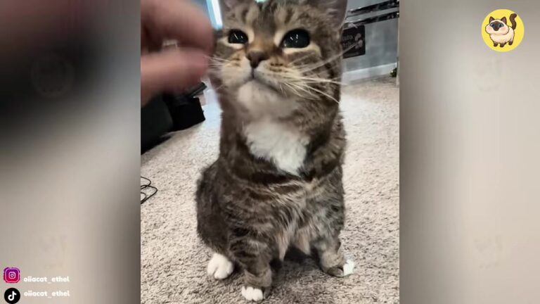 Cat Spent Year Overlooked In Ohio Shelter, But One Woman’s Choice Unlocked A Stunning Transformation