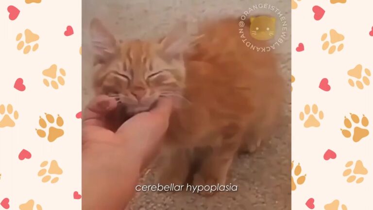 Oklahoma Cat With A Wobbly Walk Shows His Siblings What True Courage Looks Like