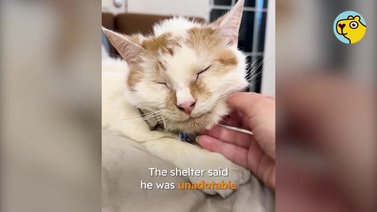 New Jersey Cat Called Unadoptable Finally Finds Someone Who Believes In Him