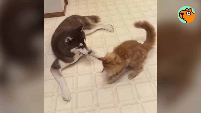 Ohio Family Brings Home A Tiny Kitten And Are Left Stunned When He Takes Control Of The House