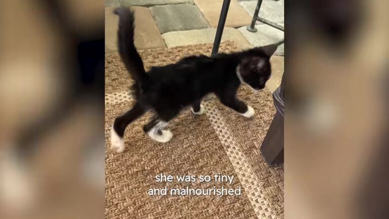 Florida Family Hears A Teeny Tiny Meow On Vacation And Finds The Sweetest Surprise