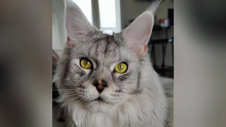PA Woman Didn’t Want Cats, Yet Two Abandoned Souls On A Freezing Walkway Changed Her Life Forever