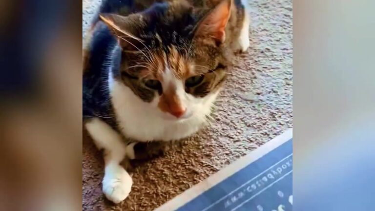 Ohio Kitten Wobbles When She Walks, But Her Incredible Spirit Never Does