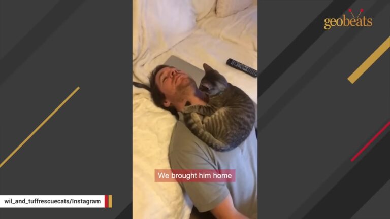 NY Couple Wanted An Independent Cat, But The Kitten They Adopted Had A Completely Different Plan