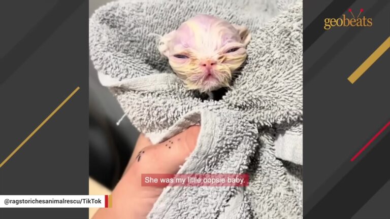 Florida Rescuer Takes In A Dumped Cat But A Tiny ‘Oopsie’ Baby Leaves Her Completely Speechless