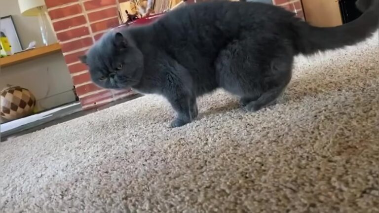 Cat Abandoned Inside Empty Home In New Jersey Spent 11 Days Desperately Staring At The Door