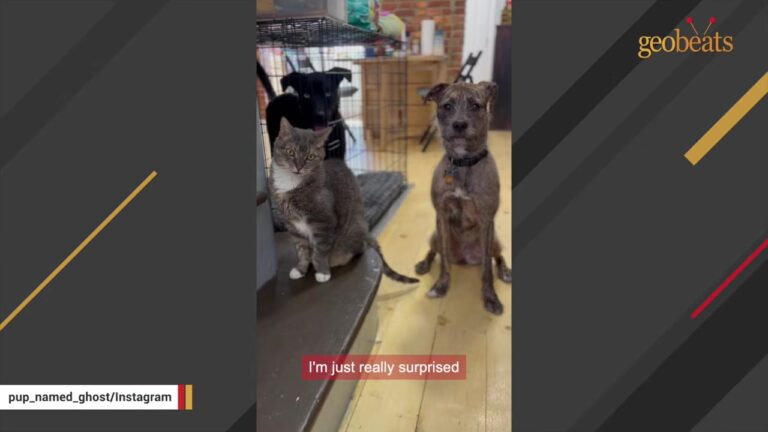 Colorado Woman Brought Home A Tiny Kitten, But The Cat Soon Revealed A Surprising Calling