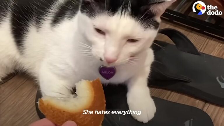 California Cat Gags At Every Food She Smells, But Her Favorite Scent Leaves Everyone Laughing