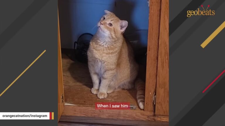 Pennsylvania Cat Reaches His Paw Out Of A Shelter Kennel And Reveals A Heartbreaking Past