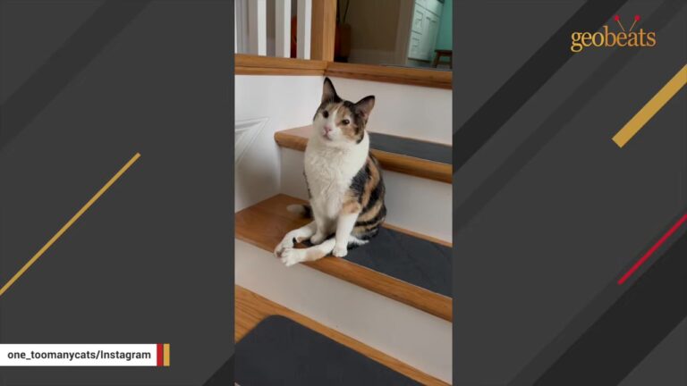NY Cat Lived Under The Couch For Weeks Before Her Family Found The One Language She Understood