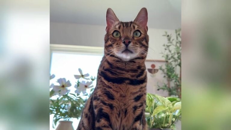 Colorado Woman With Just $295 To Her Name Meets A Rejected Cat And Makes A Life-Saving Choice
