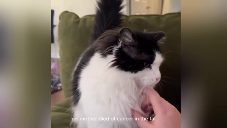 Ohio Cat Refuses To Stop Pawing At Grieving Owner’s Side Until She Uncovers A Life-Saving Secret