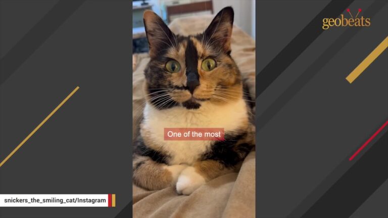 Michigan Cat Stopped A Grieving Runner In Her Tracks And Delivered A Miracle She Never Saw Coming