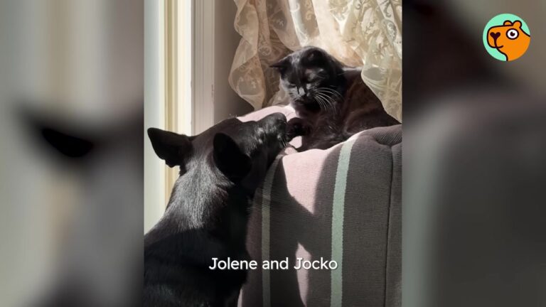 Texas Family Brings Home Rescue Puppy For Their Clingy Kitten And Are Stunned By What Happens Next