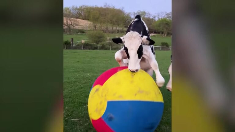 Massachusetts Cow Arrived Sick And Timid Until A Silly New Friend Gave Her A Reason To Thrive