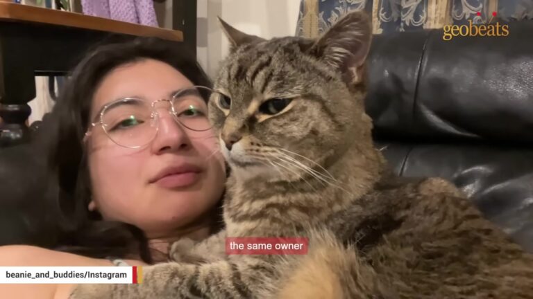 Cat Shut Down In Washington Shelter After Owner Passed Finds The Perfect Way To Heal Her Rescuer’s Heart