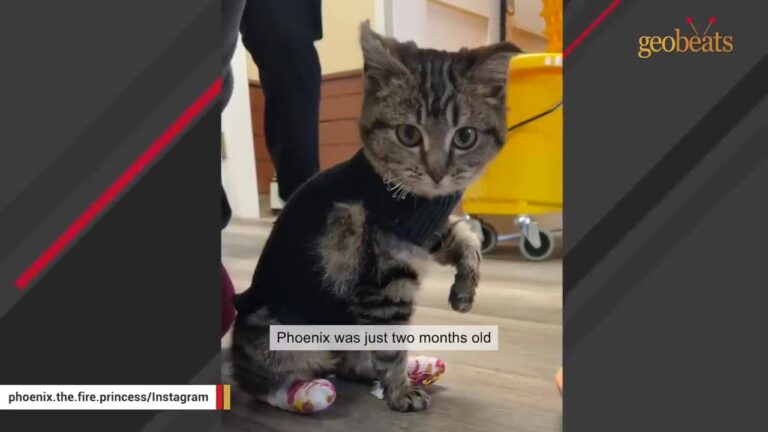 Massachusetts Kitten Arrived With Terrible Burns, Yet Her Will To Live Led To A Beautiful Transformation